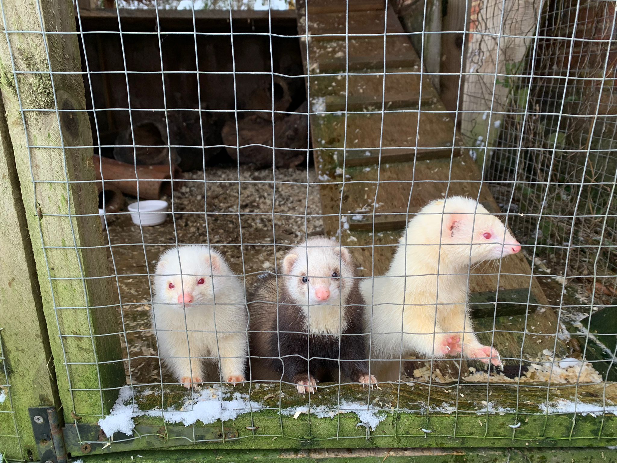 ferrets