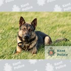 PD Bear helped to track down a suspect