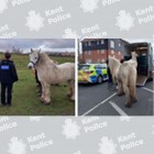 Image of horses