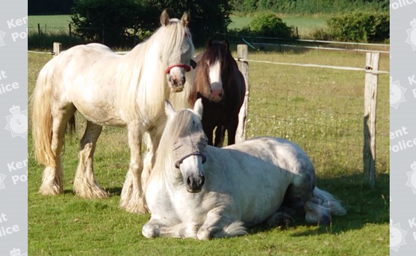Horses latest