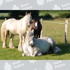 Image of stolen horses