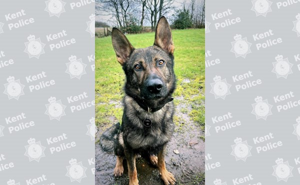 PD Boss latest