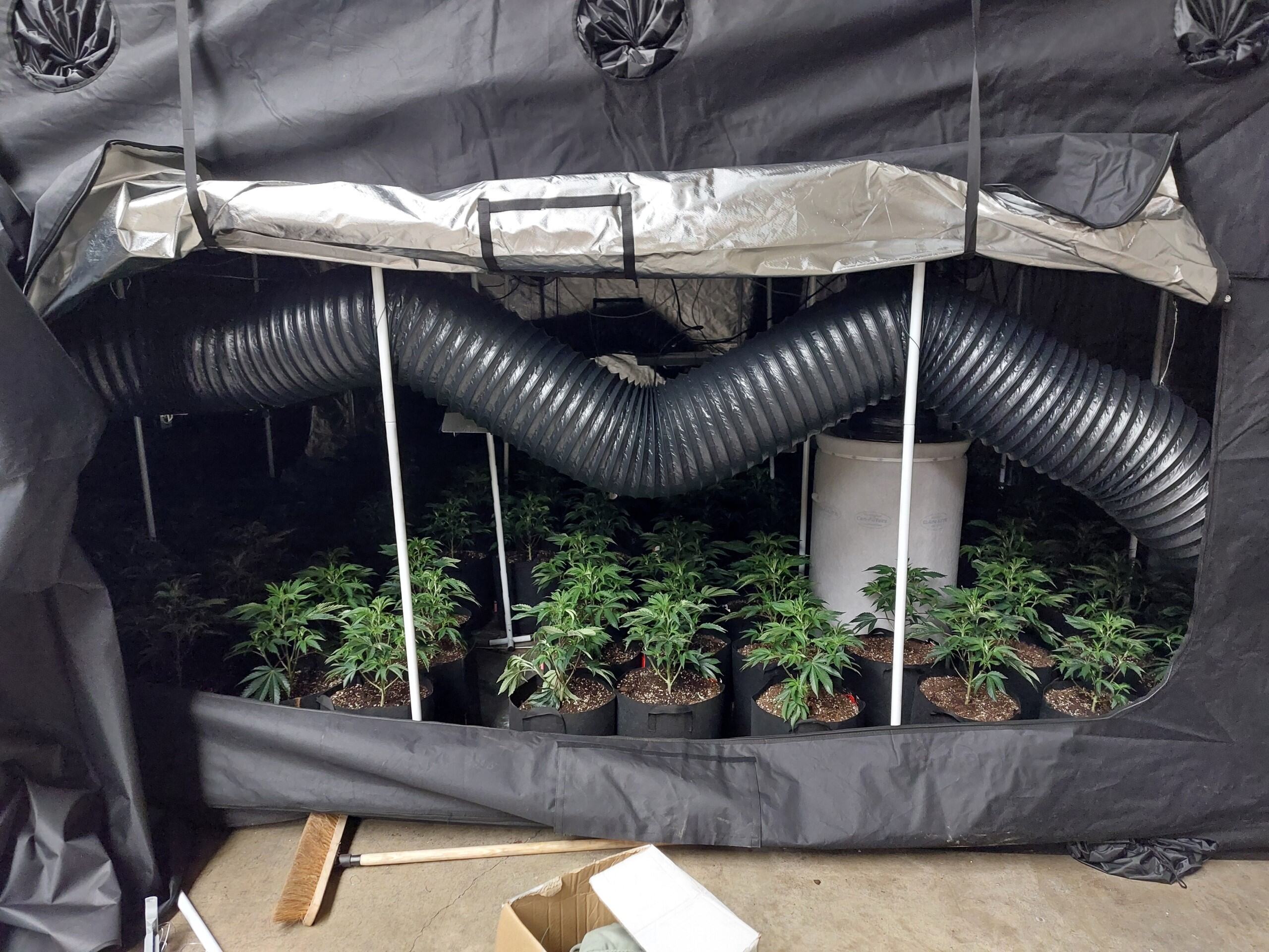 Cannabis Cultivation 1