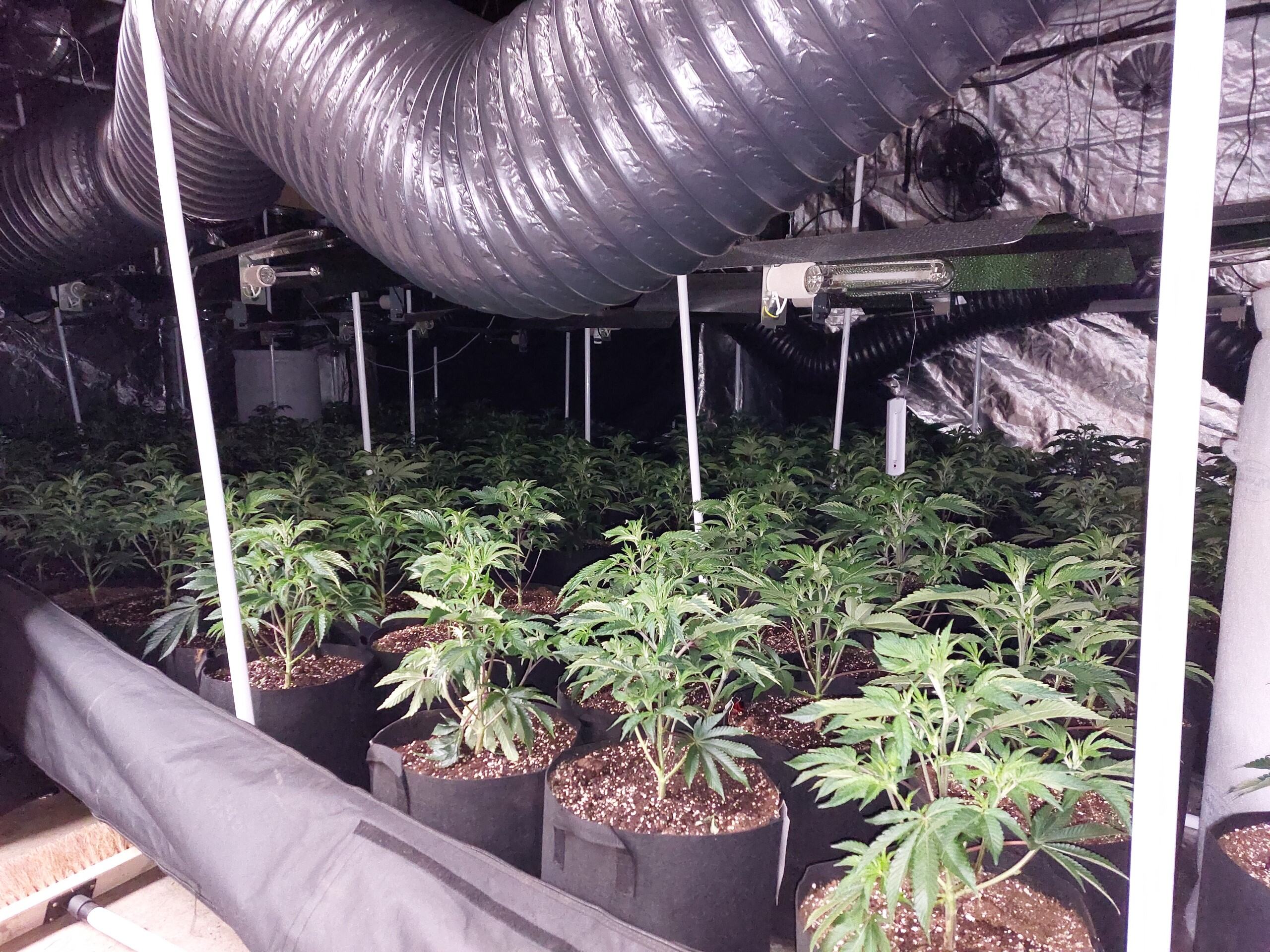 Cannabis Cultivation 2