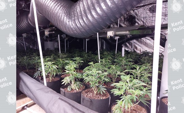Almost 1,000 cannabis plants seized from Maidstone warehouse