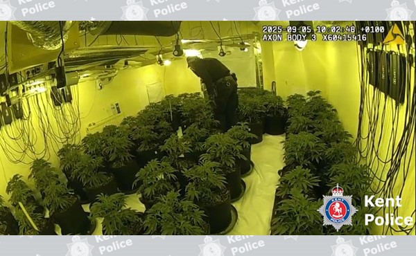 Latest cultivation