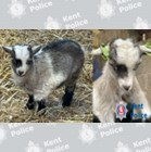 The goats stolen from Rainham