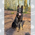 Photo of police dog