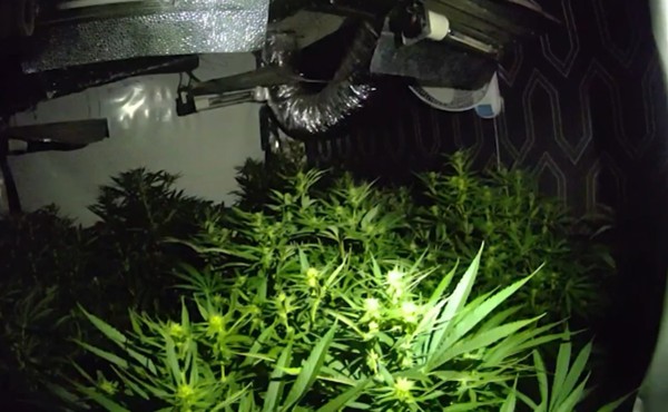 Ashford grow latest