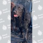 Betty remains missing