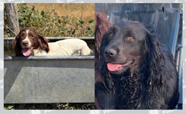 The 2 dogs have been reported stolen