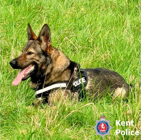 PD Lyra